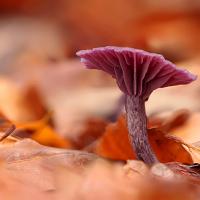 Amethyst Deceiver 4 